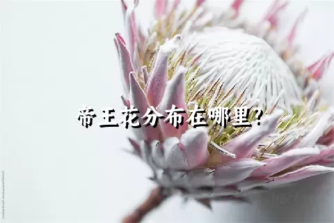 帝王花分布在哪里?