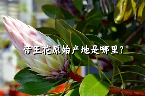 帝王花原始产地是哪里？