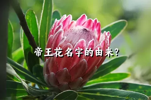 帝王花名字的由来？