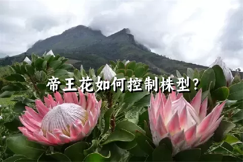 帝王花如何控制株型？