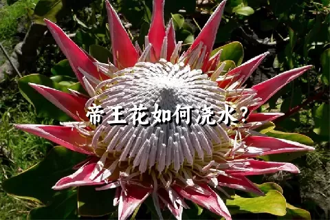 帝王花如何浇水？