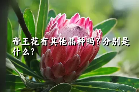 帝王花有其他品种吗？分别是什么？