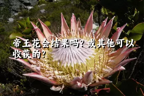 帝王花会结果吗？或其他可以收获的？