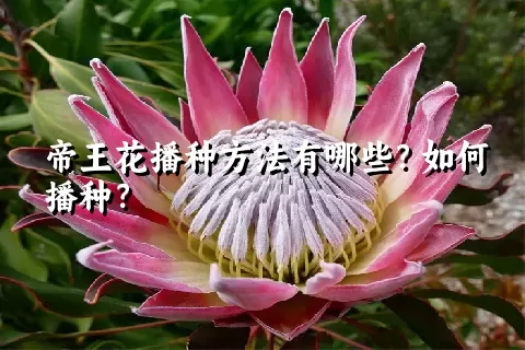 帝王花播种方法有哪些？如何播种？