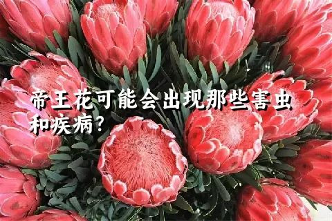 帝王花可能会出现那些害虫和疾病？