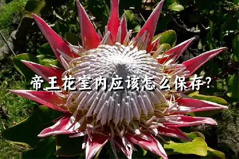 帝王花室内应该怎么保存？