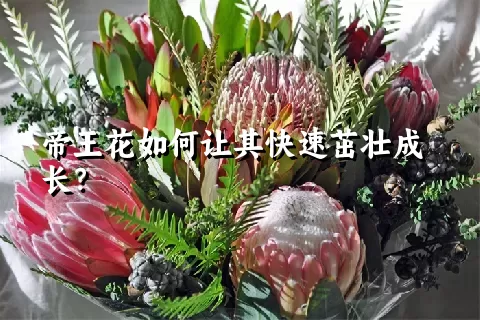 帝王花如何让其快速茁壮成长？