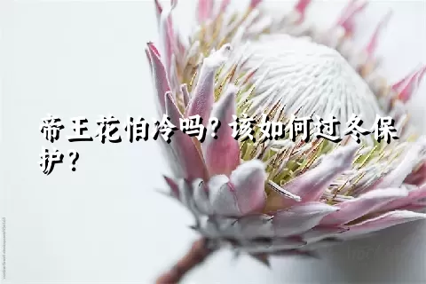 帝王花怕冷吗？该如何过冬保护？