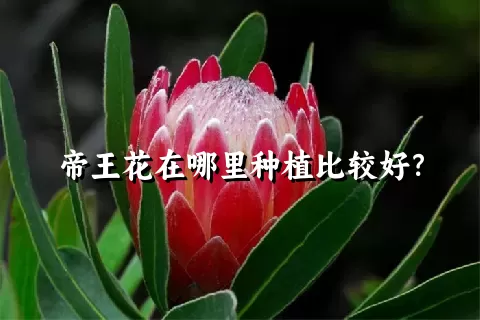 帝王花在哪里种植比较好？