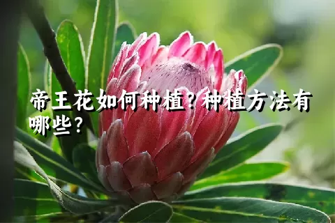 帝王花如何种植？种植方法有哪些？