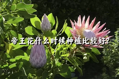 帝王花什么时候种植比较好？