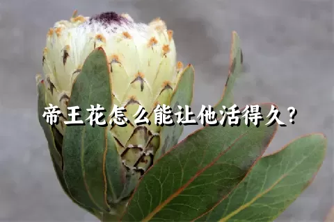 帝王花怎么能让他活得久？