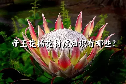 帝王花插花材质知识有哪些？