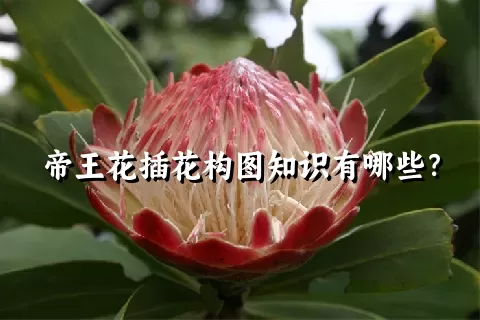 帝王花插花构图知识有哪些？