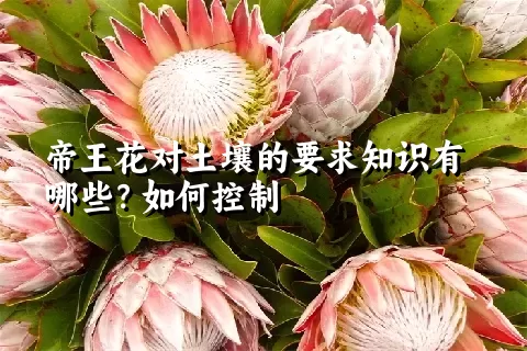 帝王花对土壤的要求知识有哪些？如何控制