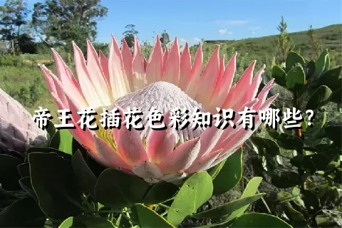 帝王花插花色彩知识有哪些？