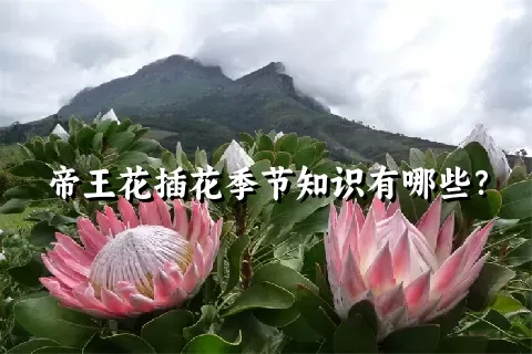 帝王花插花季节知识有哪些？