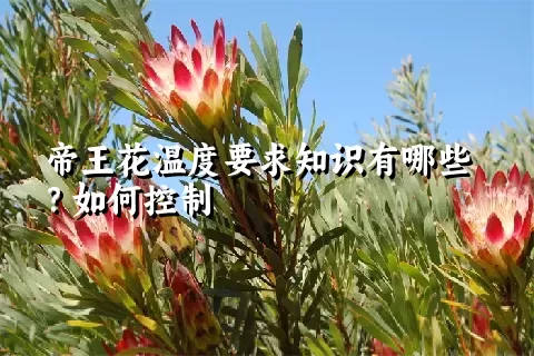 帝王花温度要求知识有哪些？如何控制