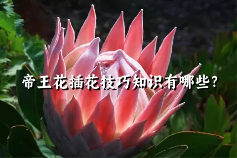 帝王花插花技巧知识有哪些？