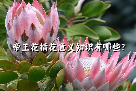 帝王花插花意义知识有哪些？