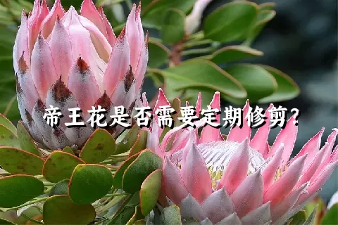 帝王花是否需要定期修剪？