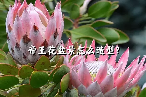 帝王花盆景怎么造型？