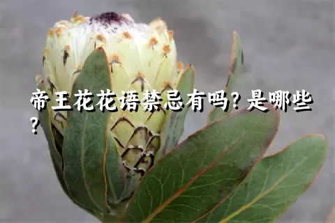 帝王花花语禁忌有吗？是哪些？