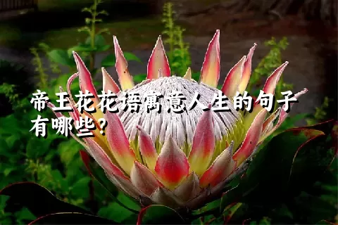 帝王花花语寓意人生的句子有哪些？