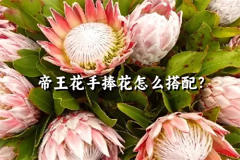 帝王花手捧花怎么搭配？