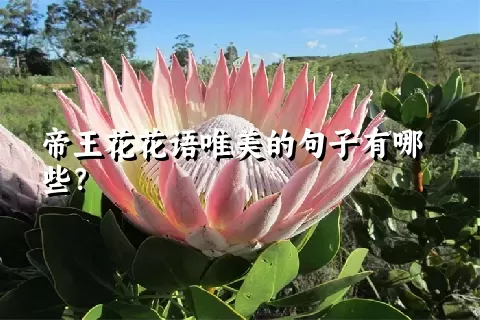 帝王花花语唯美的句子有哪些？