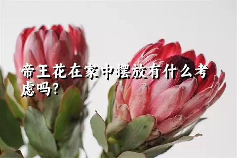 帝王花在家中摆放有什么考虑吗？