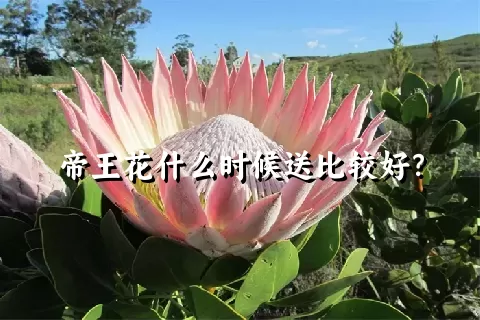 帝王花什么时候送比较好？