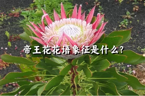 帝王花花语象征是什么？