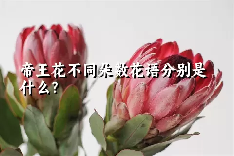 帝王花不同朵数花语分别是什么？