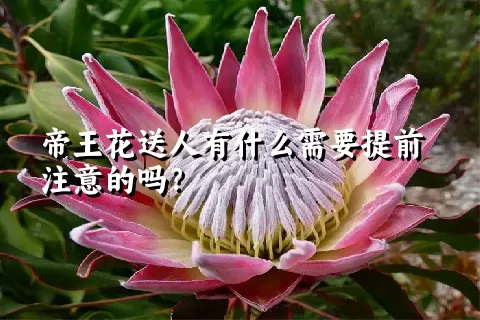 帝王花送人有什么需要提前注意的吗？