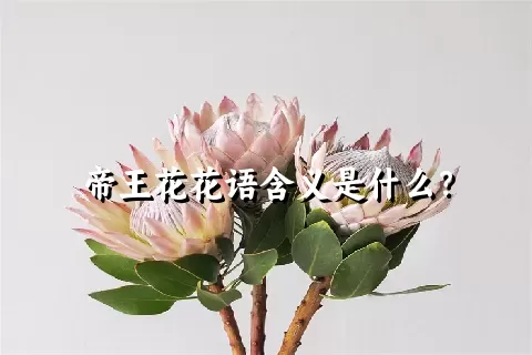 帝王花花语含义是什么？