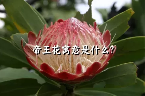 帝王花寓意是什么？