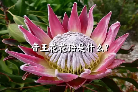 帝王花花语是什么？