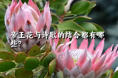 帝王花与诗歌的结合都有哪些？