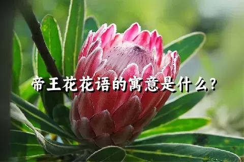 帝王花花语的寓意是什么？