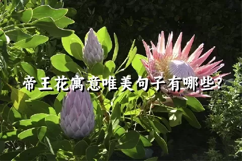 帝王花寓意唯美句子有哪些？