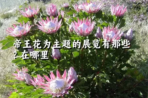 帝王花为主题的展览有那些？在哪里