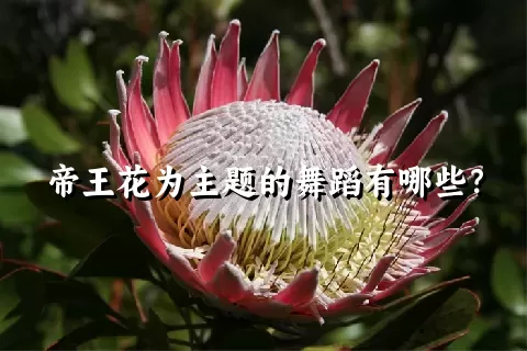 帝王花为主题的舞蹈有哪些？