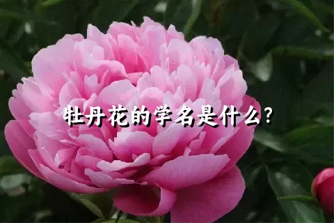 牡丹花的学名是什么？