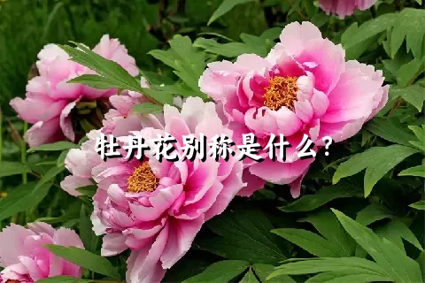 牡丹花别称是什么？