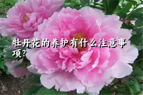 牡丹花的养护有什么注意事项？