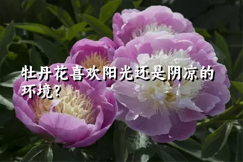 牡丹花喜欢阳光还是阴凉的环境？