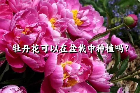 牡丹花可以在盆栽中种植吗？