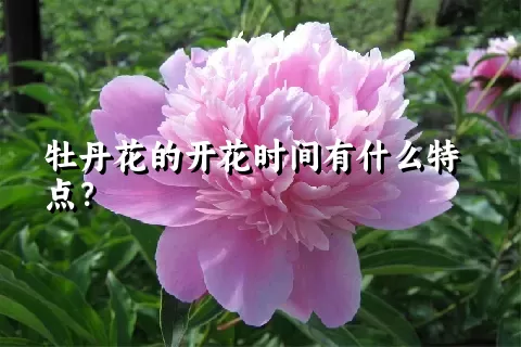 牡丹花的开花时间有什么特点？