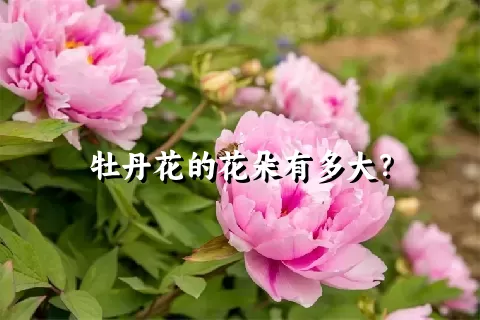 牡丹花的花朵有多大？